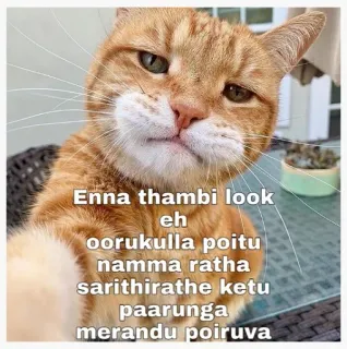 😂 Enna thambi look eh oorukulla poitu namma ratha sarithirathe ketu paarunga merandu poiruva gato, engraçado, meme, tâmil telegram sticker