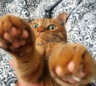 ⛔️ gato, animal, mascota, gato naranja, lindo, animal doméstico, felino, patas telegram sticker