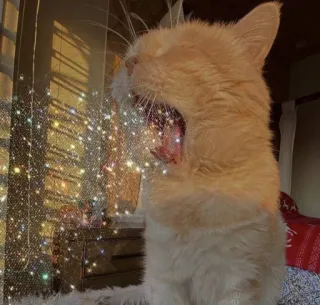 💖 gatto, gatto arancione, gatto che sbadiglia, animale domestico, animale, scintillio, animale domestico telegram sticker