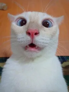 😨 chat, drôle, animal, animal de compagnie, mignon, mème, choqué telegram sticker