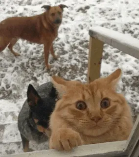 😫 cat, dog, animals, snow, pets, funny telegram sticker