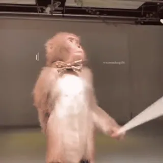 🌟 memeskgfr singe, nœud papillon, animal, drôle, danse whatsapp sticker