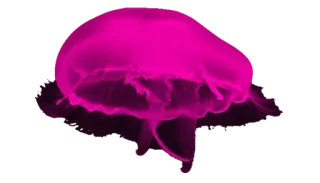 💓 meduza, stworzenie morskie, życie oceaniczne, życie morskie, różowy, wodny telegram sticker