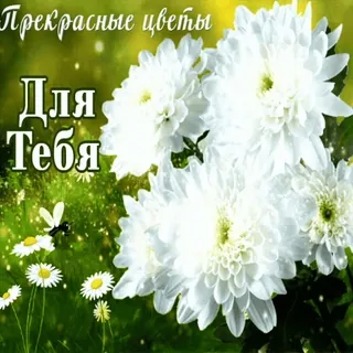 🌸 Прекрасные цветы. Для тебя whatsapp sticker