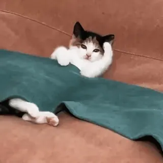 🛌 gato, gatinho, animal, fofo, animal de estimação, cobertor, engraçado telegram sticker
