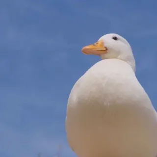😌 bird, duck, white, animal, waterfowl whatsapp sticker