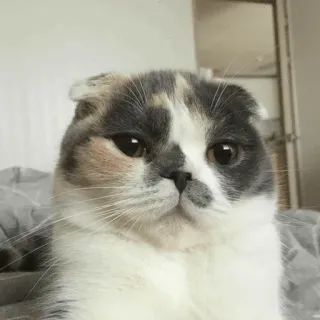 🐈 แมว, สัตว์เลี้ยง, สัตว์, น่ารัก, เลี้ยงในบ้าน, ตระกูลแมว, สก็อตติชโฟลด์ telegram sticker