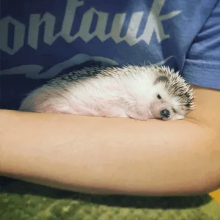 🦔 Montauk egel, dier, schattig, slaap, huisdier telegram sticker