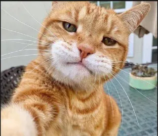 🤳 猫, 宠物, 自拍, 动物, 橘猫, 家畜, 哺乳动物 telegram sticker