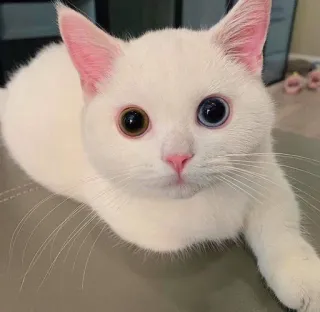 🍑 cat, white cat, odd-eyed cat, heterochromia, pet, animal, domestic animal telegram sticker