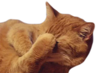 🤦‍♂️ cat, orange cat, facepalm, embarrassed, meme, pet telegram sticker