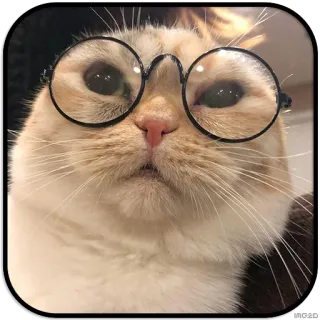 🤓 chat, lunettes, animal de compagnie, animal, mignon, félin whatsapp sticker