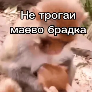 🤬 Не трогай маево брадка telegram sticker