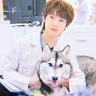 😣 persona, cane, husky, animale domestico, animale, camice bianco, veterinario telegram sticker