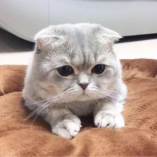 🐱 kucing, hewan peliharaan, binatang, imut, anak kucing, Scottish Fold, felin whatsapp sticker