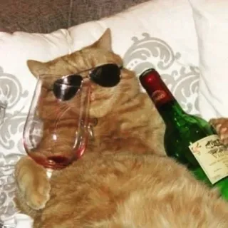 😎 Katze, Sonnenbrille, Wein, Entspannung, Tier, Flasche telegram sticker