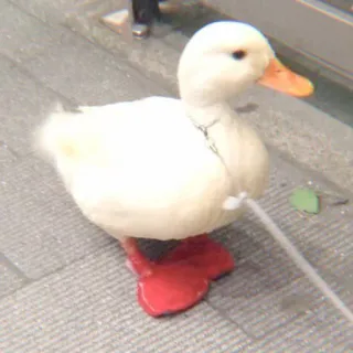 🦆 pato, animal, pássaro, animal de estimação, pato branco, fofo, animal telegram sticker