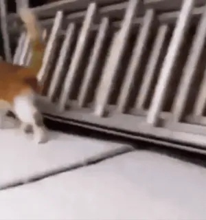 😯 cat, ladder, snow, animal, outdoors telegram sticker