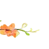 🌼