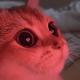 ❤ Katze, Haustier, Tier, süß, Hauskatze, orange Katze, Augen whatsapp sticker