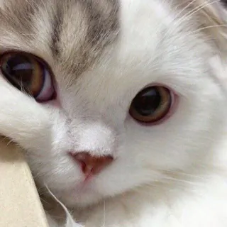😍 chat, animal, animal de compagnie, mignon, chat domestique, félin telegram sticker
