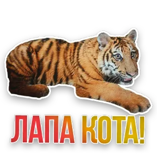 🐅 ЛАПА КОТА! tiger, cat, animal, russian, paw telegram sticker