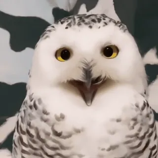 🦉 sowa, ptak, sowa śnieżna, zwierzę, dzika przyroda telegram sticker