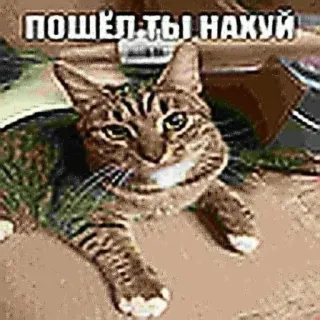 🌟 ПОШЁЛ ТЫ НАХУЙ chat, russe, offensant, mème telegram sticker