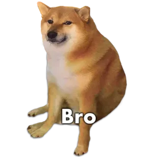 🐶 Bro doge, หมา, มีม, เพื่อน, ชิบะอินุ whatsapp sticker