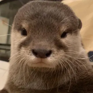 🐾 loutre, animal, mignon, mammifère, faune, portrait whatsapp sticker