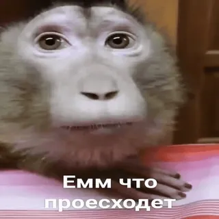 🫤 Емм что проесходит monkey, ape, russian, what is happening, animal, meme, funny telegram sticker
