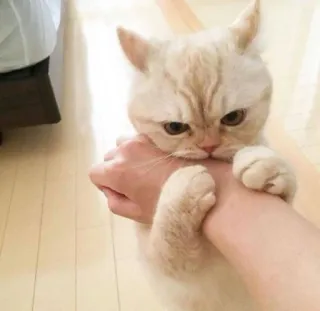 🤝 猫, 噛む, 攻撃的, 動物, ペット, 哺乳類 telegram sticker