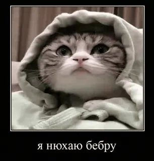 🌟 Я нюхаю бебру cat, hoodie, meme, russian, funny telegram sticker