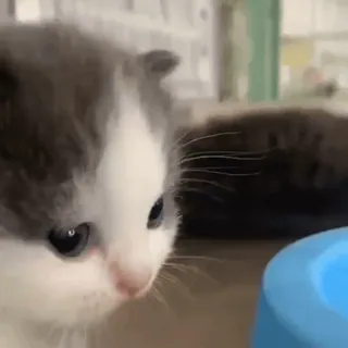 😢 кот, котенок, животное, питомец, милый, домашний whatsapp sticker