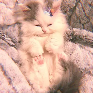 🥓 котёнок, милый, спящий, животное, кот, пушистый, домашнее животное, домашний telegram sticker