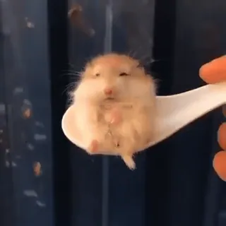 🐈 hamster, cuillère, animal, mignon, rongeur, petit, animal de compagnie telegram sticker