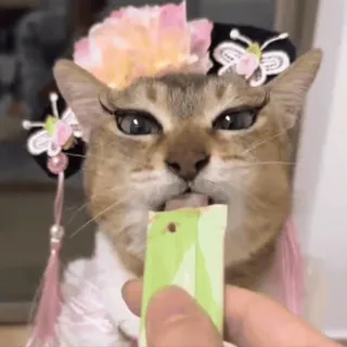 🐾 猫, 动物, 可爱, 韩服, 韩式, 传统, 裙子, 宠物 telegram sticker