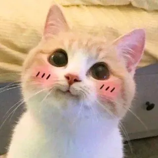 ☺ Katze, süß, erröten, Tier, Haustier, Haustier telegram sticker