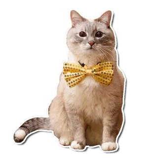 😺 кот, бабочка, питомец, животное, милый, домашний кот telegram sticker