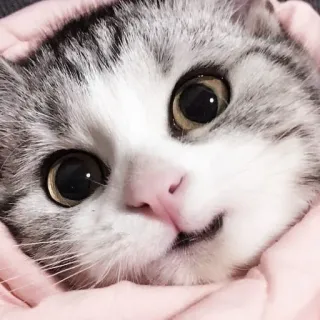 🖇 gato, gatito, lindo, animal, mascota, mamífero whatsapp sticker