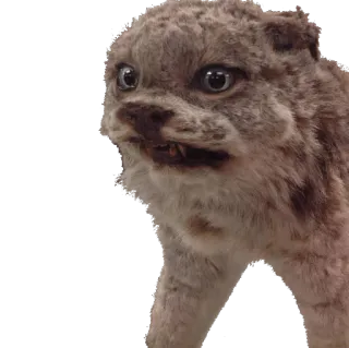 🐱 animal, taxidermie, chat, peluche whatsapp sticker