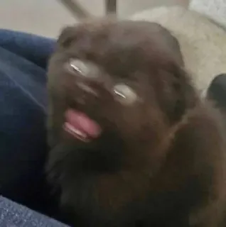 🤯 chien, chiot, animal, animal de compagnie, chien marron, mignon, drôle telegram sticker