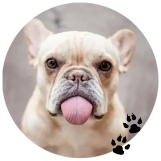😛 Hund, Französische Bulldogge, Haustier, Tier, süß whatsapp sticker