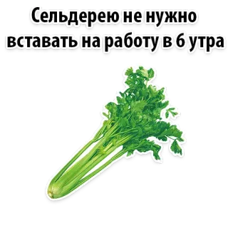 😱 Сельдерею не нужно вставать на работу в утра aipo, comida, vegetal, planta, humor telegram sticker