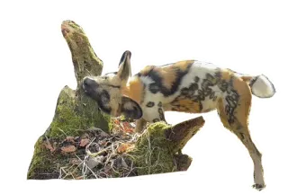 🥦 Likaon, Pies, Zwierzę, Dzikie zwierzęta, Ssaki, Natura telegram sticker