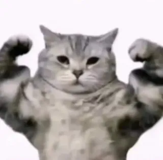 💪 Katze, Muskeln, Tier, lustig, Haustier, stark, Meme telegram sticker
