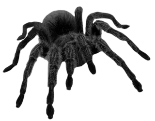 🕷 spin, vogelspin, spinachtige, insect, natuur, dier telegram sticker