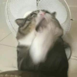 🙀 gato, fã, engraçado, animal, animal doméstico whatsapp sticker
