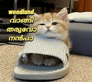 😂 woodland വാങ്ങി തരുമോ നൻപോ cat, kitten, shoe, animal, cute telegram sticker