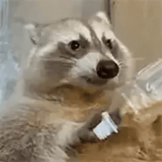 🍾 wasbeer, dier, schattig, zoogdier, wildlife, natuur telegram sticker